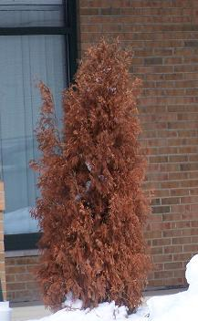 You can't see the tree